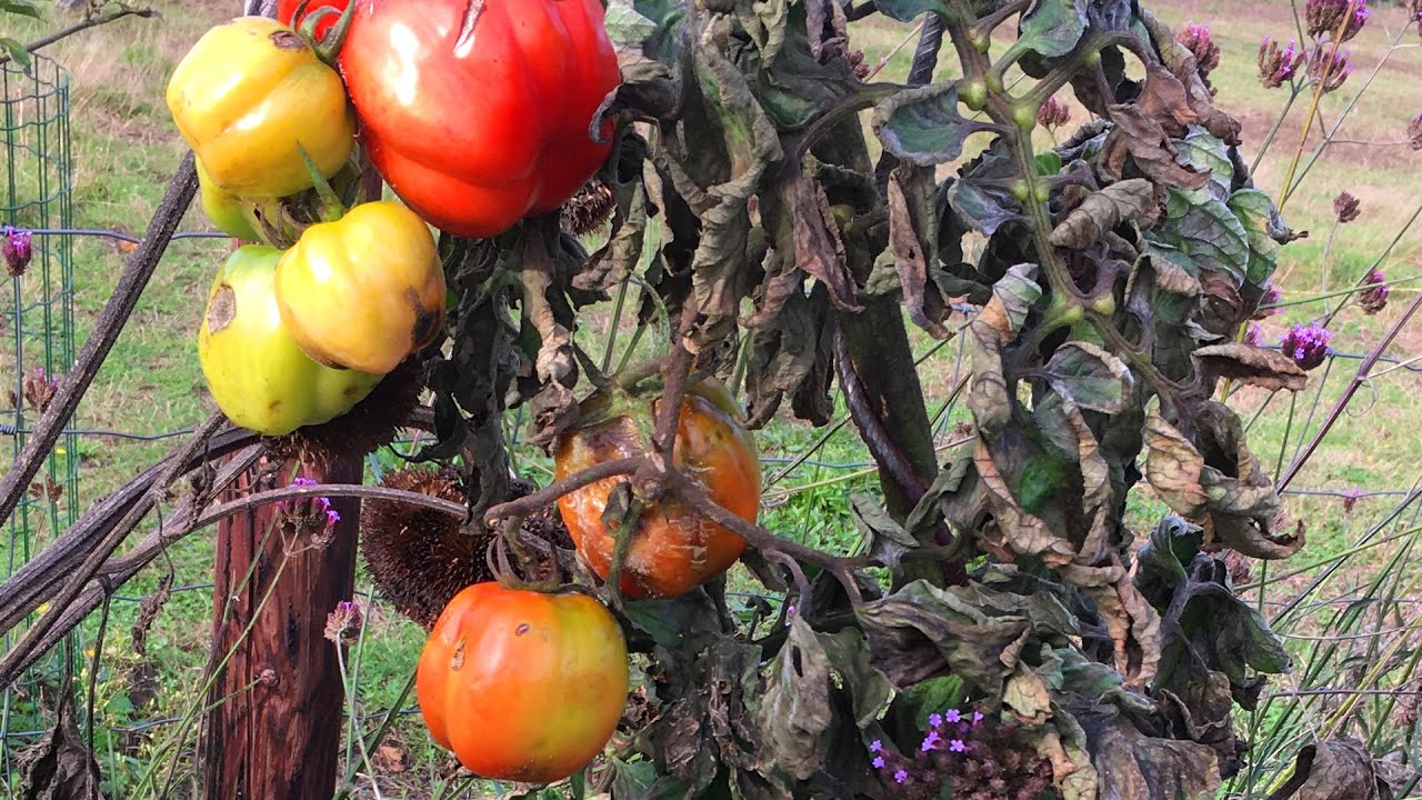 Was tun gegen Krautfäule? 🥔🍅🍂