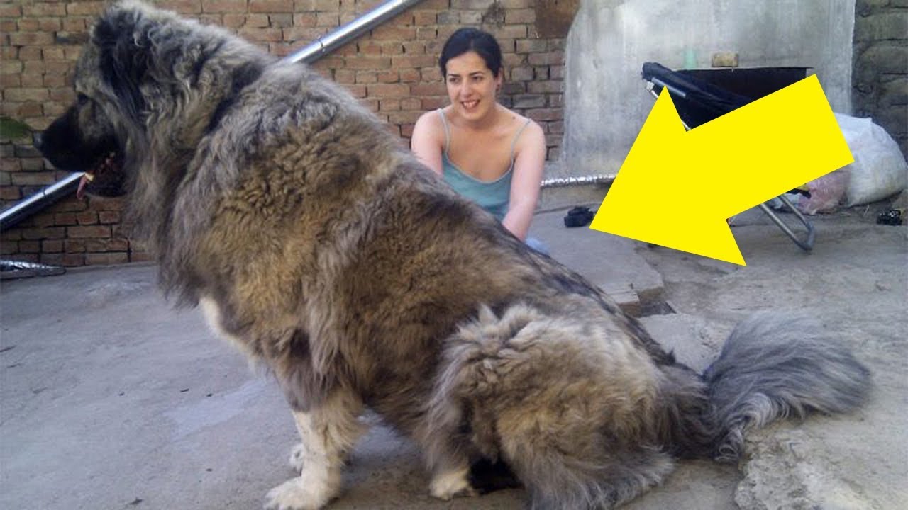 Russian Best Bear Hunting Dogs Hot Best Bear Hunting Dogs Sale