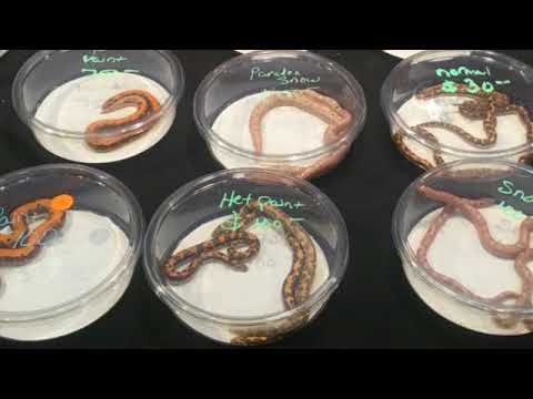 Predators Reptile Show; Mesa, AZ. 2017 - YouTube