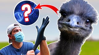 How We’re Determining Our Pet Emu’s Gender With Science!