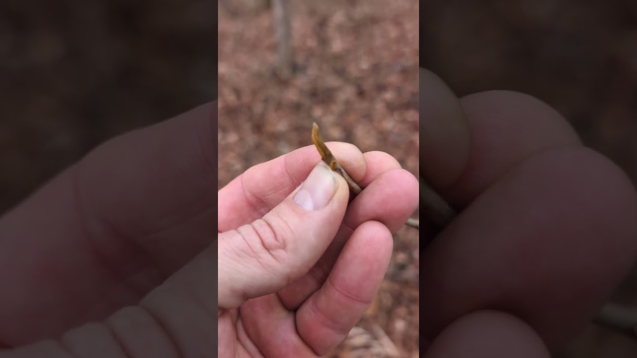 Hiking with trees - hickory ID in winter
