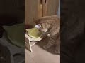 お皿にくっ付いた一粒のごはんを食べたい猫のこたつ🐾 #shorts