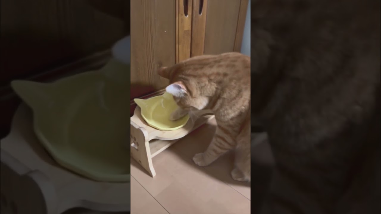 お皿にくっ付いた一粒のごはんを食べたい猫のこたつ🐾 #shorts