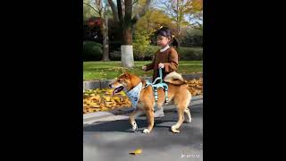 Certificado Bsci Fábrica De Productos Para Mascotas得意