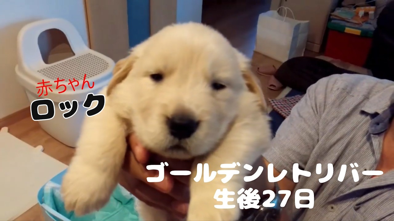 ゴールデンレトリバー 27-Day-Old Golden Retriever - YouTube