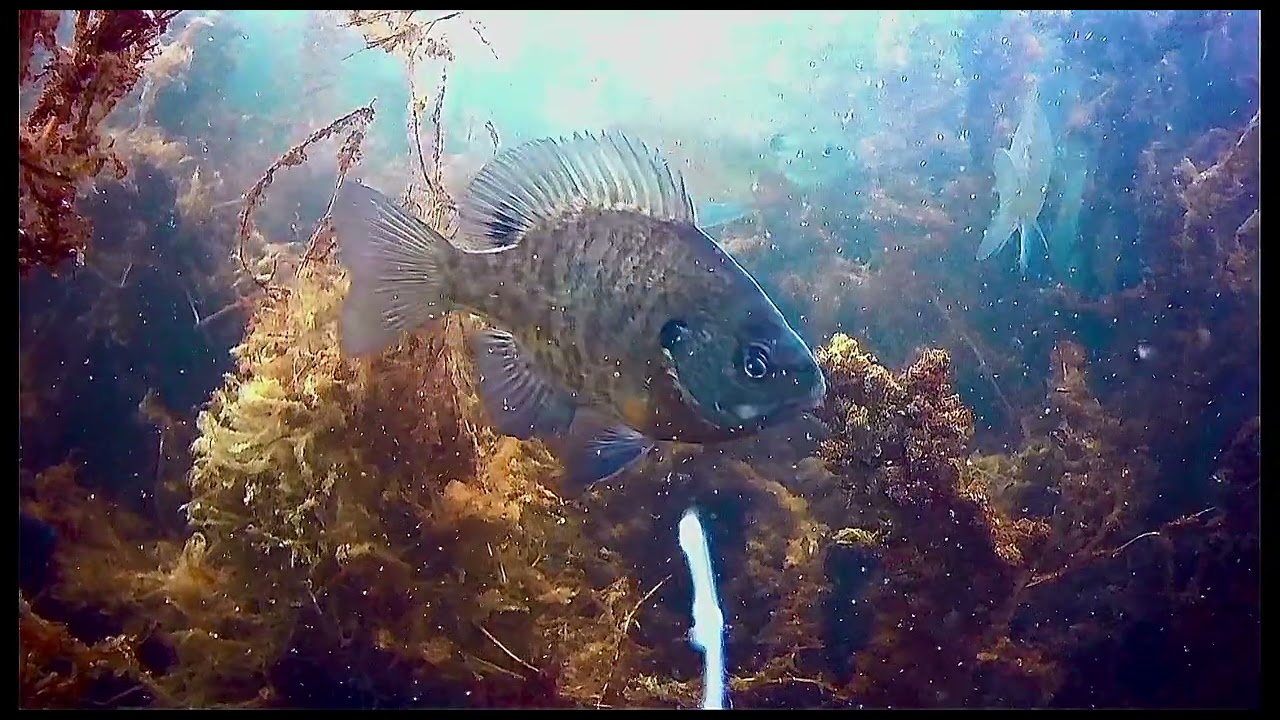 6 Minutes of Ice Fish Cam Footage. 🐟