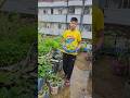 সব আম পেকেছে #ছাদবাগান #greenrooftop