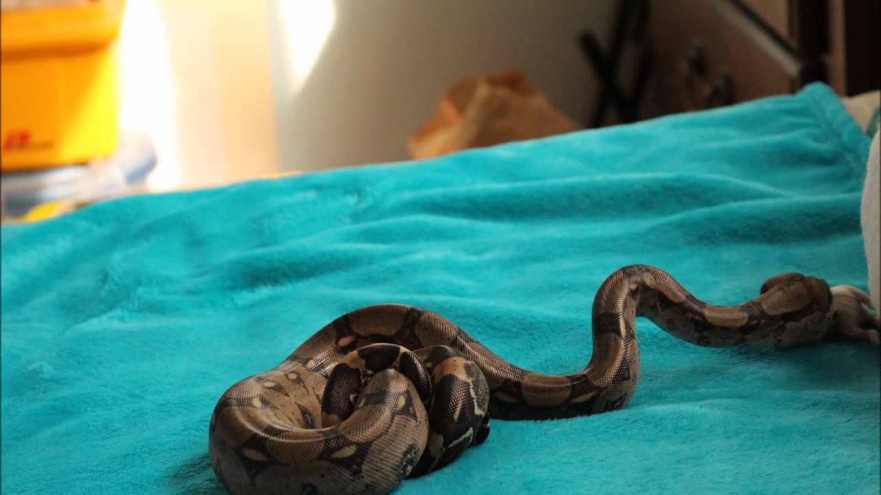 snake oil Boa eating fuzzy rat