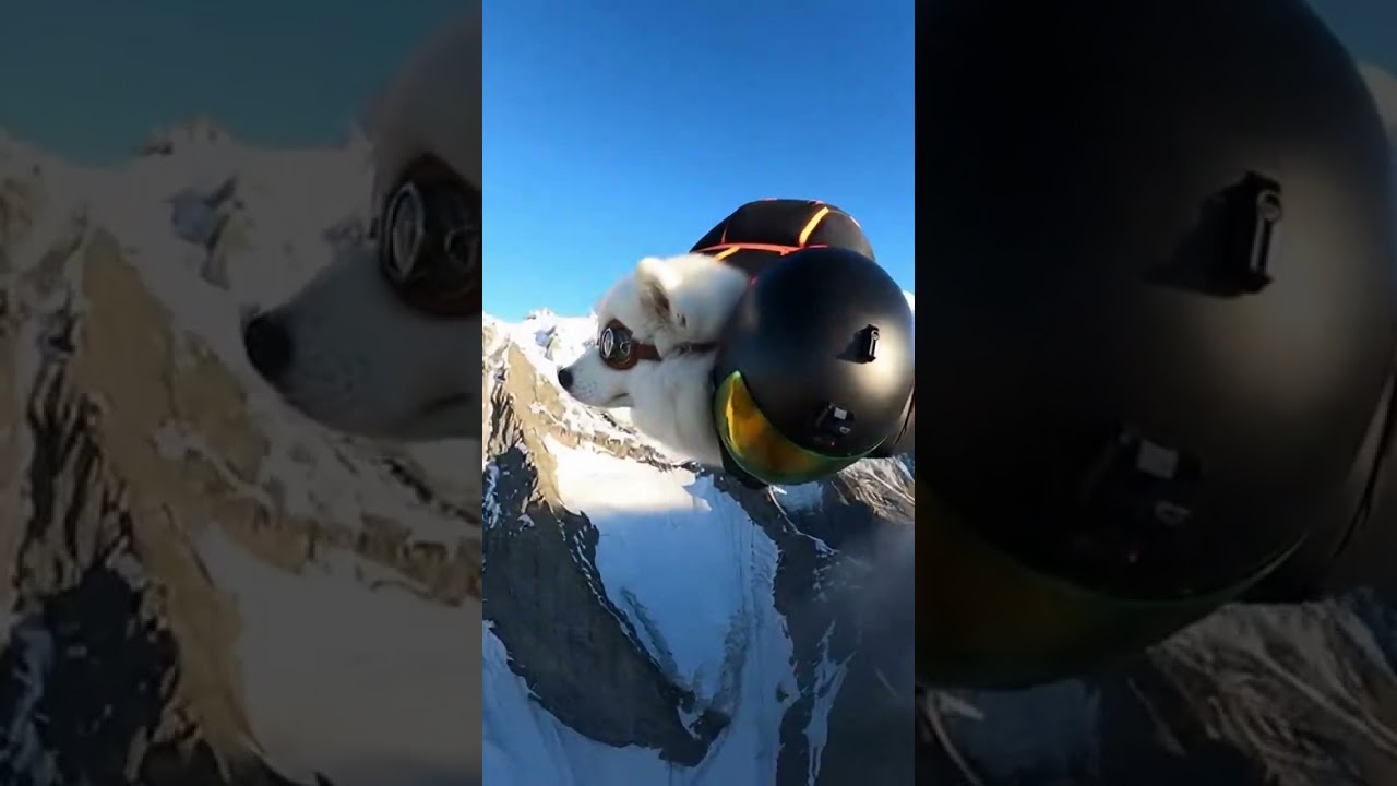 WINGSUIT CO-PILOT'S NAP 