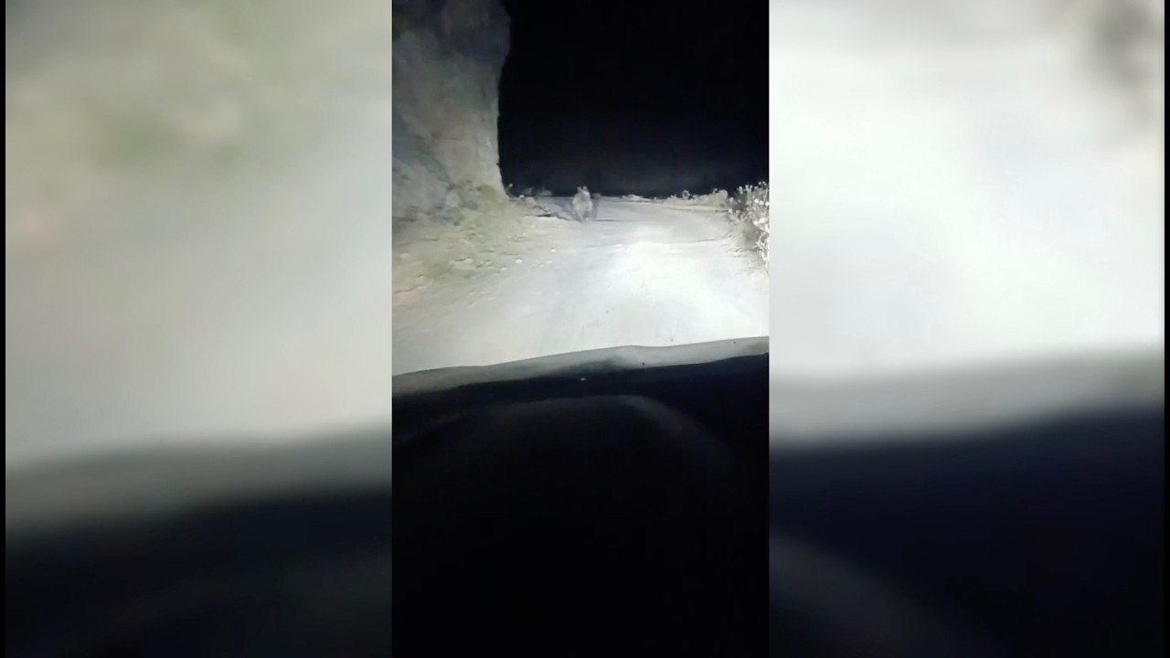 Adıyaman’da boz ayı görüntülendi