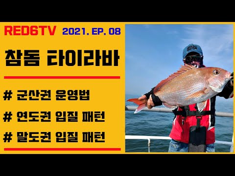 참돔타이라바 - 5월 서해권 입질 패턴 및 운영법