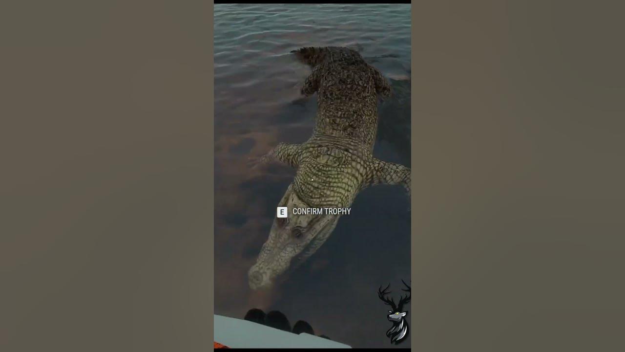 Rare Leucistic Saltwater Crocodile On Emerald Coast Thehunter Call Of