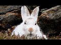 How the Arctic Hare Survives -40°C | The Cutest Fur Ball of the Frozen North