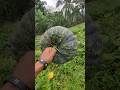 🌿 Secretly Grown Giant Pumpkin 😨#food #foodie #villagelife #nature #pumpkin #shorts #viral