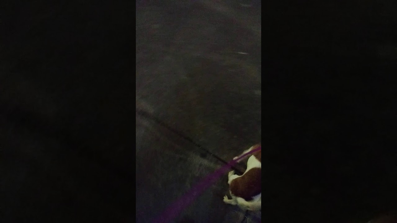 camera iphone 8 plus apk Me walking my dog