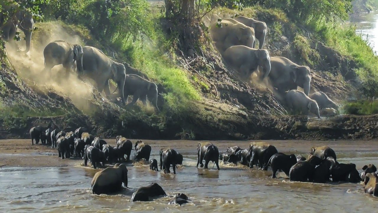 9 February 2026 #wildlife #elephant #assam #viral