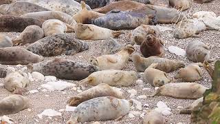Flamborough Grey Seal Colony