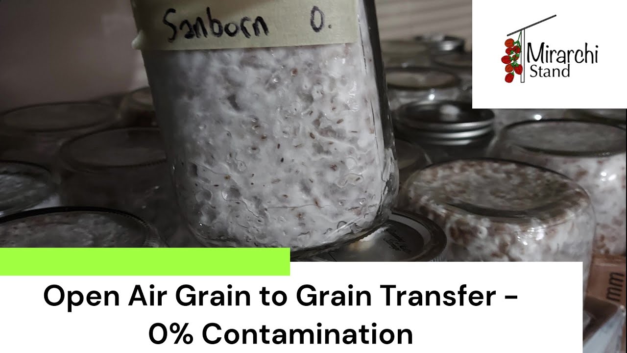 Open Air Grain to Grain Transfer Results 66 Jars of Mycelium, 0 Contamination! (Part 2) YouTube