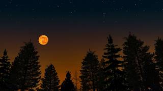 Soothing Night Ambience ASMR🌲🌙Twilight Forest Dusk Ambience Cricket Sound for Sleep and Relaxation🦗
