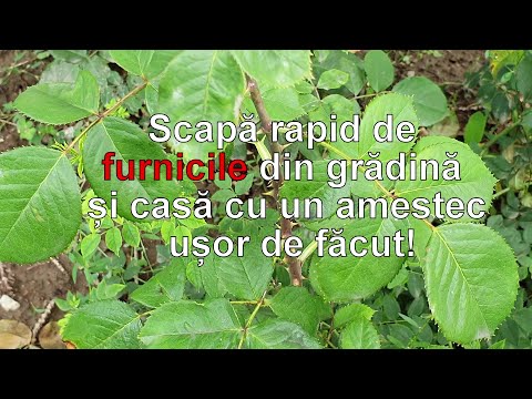 Scapa rapid de furnicile din gradina si casa, cu un amestec usor de facut!