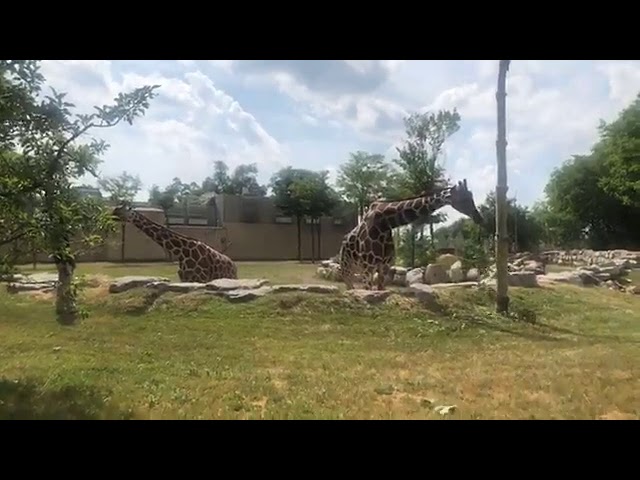 Detroit Zoo | Educational Lesson: All About Giraffes