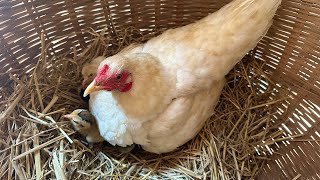 Amazing Chicken Hatching In Nest