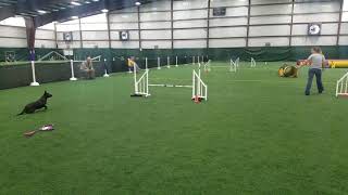 Maven Denver Bca Akc Jackpot- Gabi Steppan Course