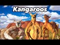 The kangaroo australias craziest native animal