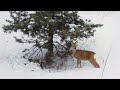 Косуля добывает пропитание в зимнем лесу Самарской области