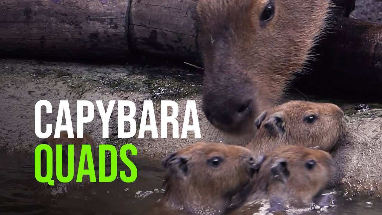 Zoo-born Capybara Quads Learn To Swim!