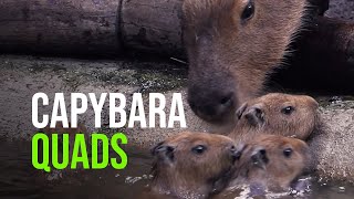 Zoo-Born Capybara Quads Learn To Swim