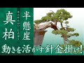 【真柏】挿し樹40年これから盆栽に向けて