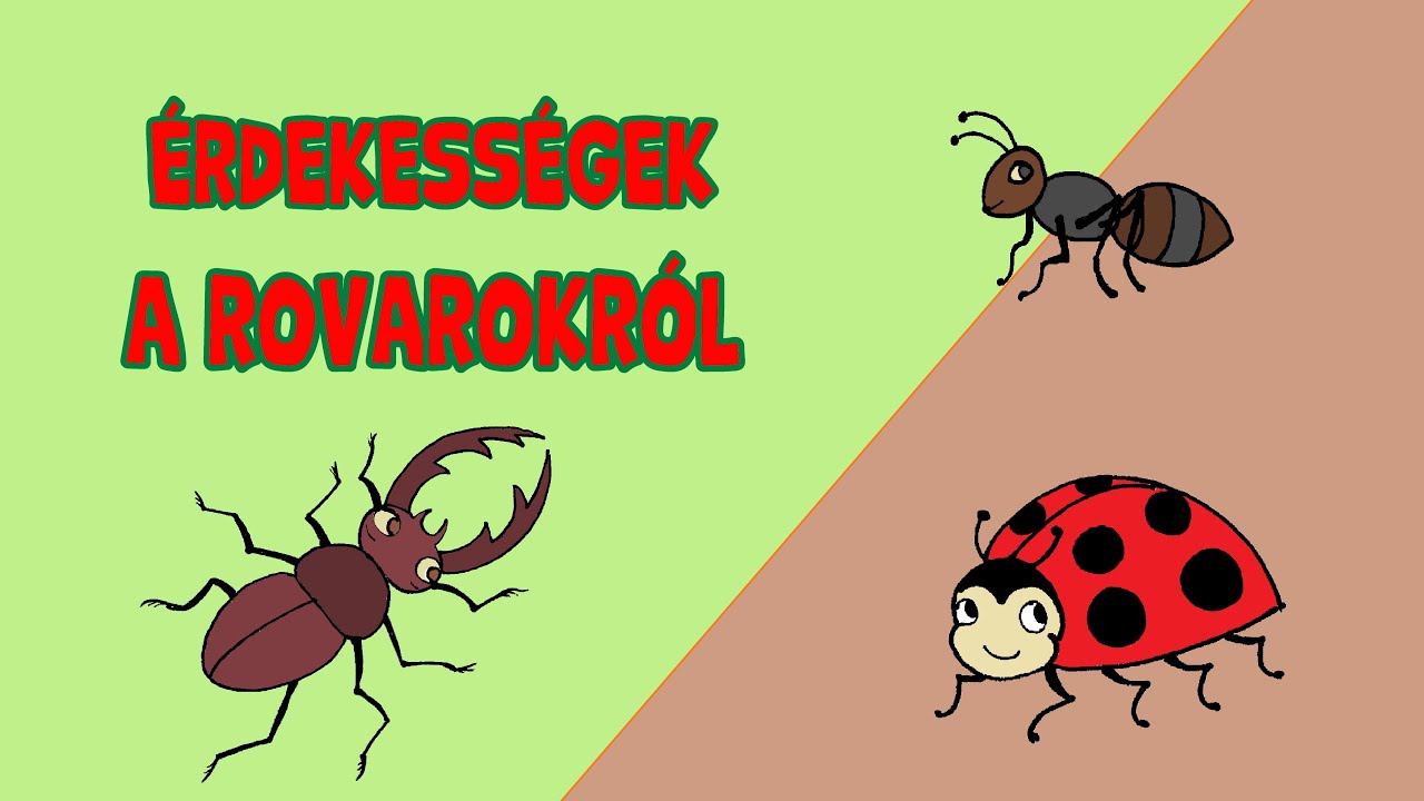 10 ÉRDEKESSÉG a rovarokról, amiről lehet te sem tudtál