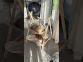 Mini Wooden Swing Cat Bed