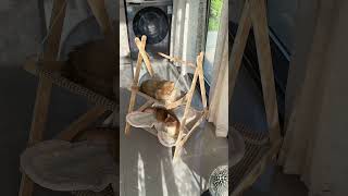 Mini Wooden Swing Cat Bed