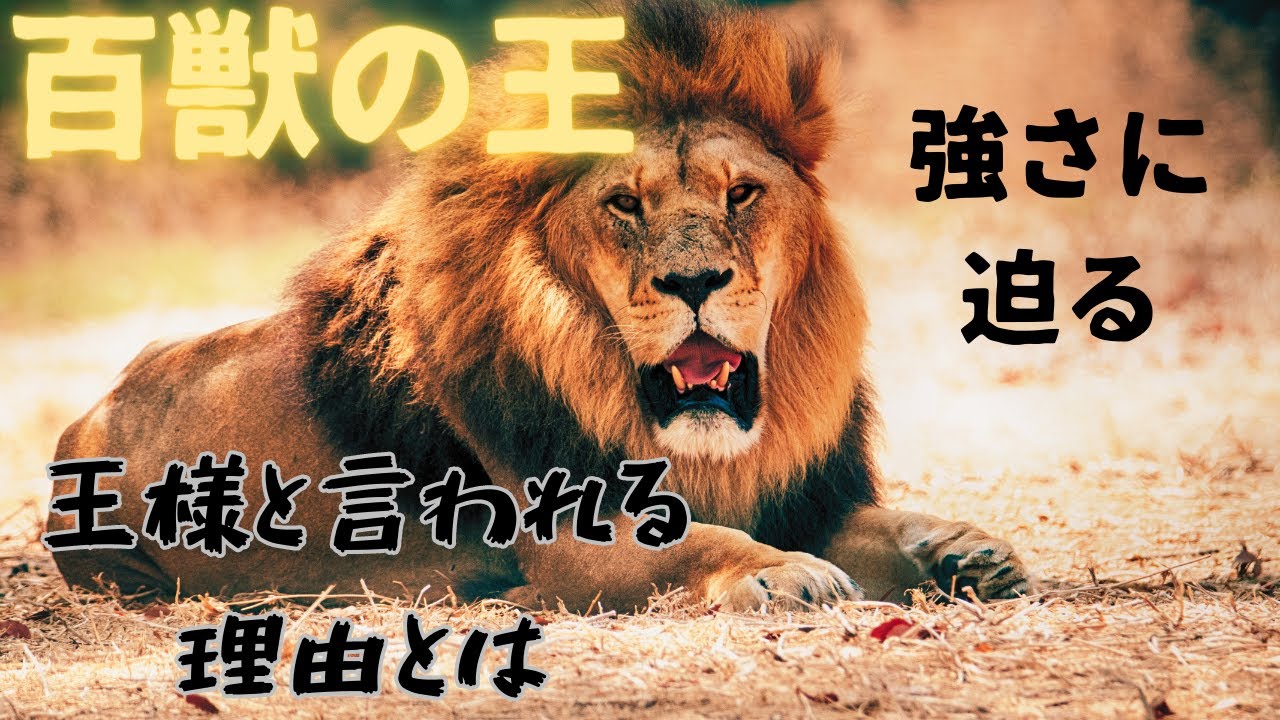 気高くて強靭、知能も高い百獣の王 ライオンさんの銀貨 hq720.jpg?sqp=-