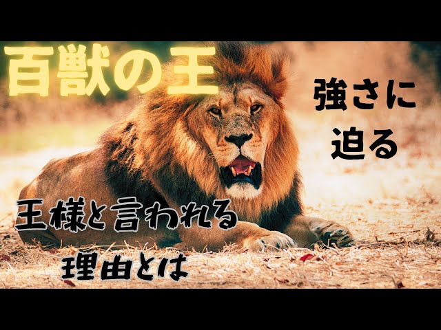 気高くて強靭、知能も高い百獣の王 ライオンさんの銀貨 百獣の王ライオンはなぜ王と言われるのか - YouTube