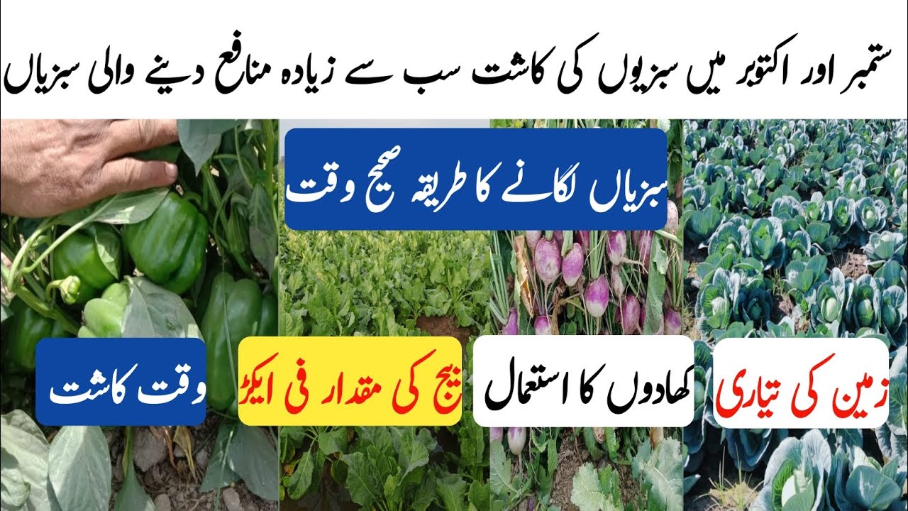 September and October vegetable kashat information.