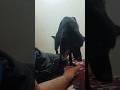 Shanky the German Shepherd dog has gone crazy..#gadlife #foryou #dog #funny #viral