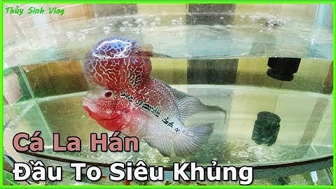 Cá La Hán Đầu Khủng Siêu To vô giá chỉ cho khách xem chứ không bán