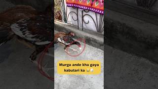 Murga 🐓 ande chura rha ha kabutari ke 😱🥚 #minivlog #kabootarloft05 #pigeon #murga #asil #petvlog