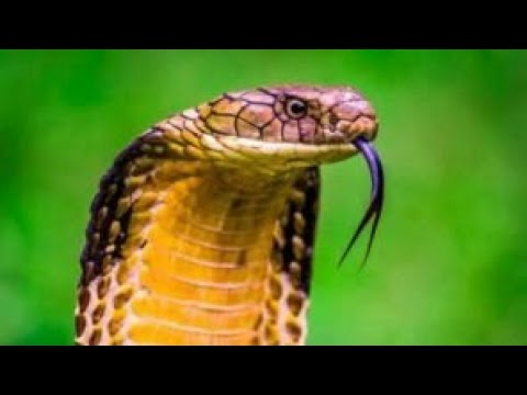 10 მომაკვდინებელი გველი --- 10 Смертельных Змей ( Australia)