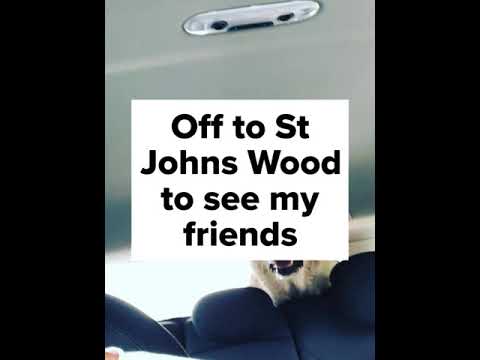 Canine Friends Pet