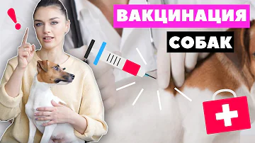 Какое место нужно делать прививку собаке