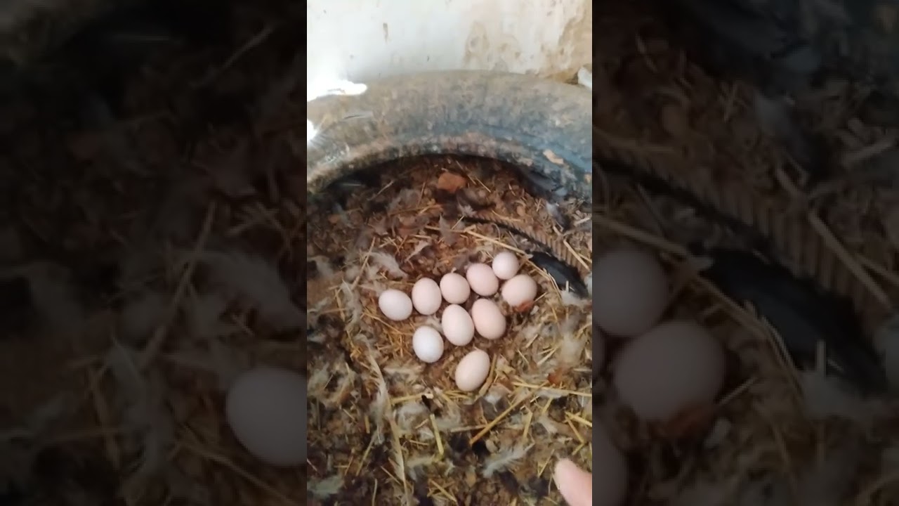 علف بياض عن تجربة