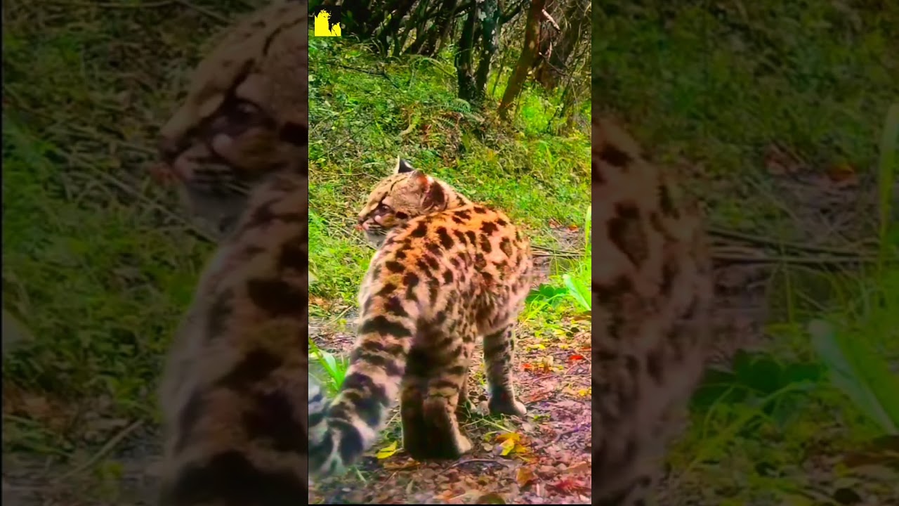 Margay is the cutest and most exotic animal in the world 