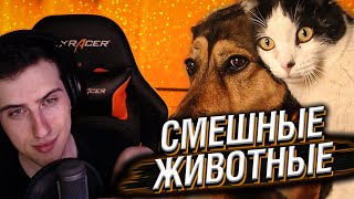 HELLYEAHPLAY СМОТРИТ НА СМЕШНЫХ ЖИВОТНЫХ