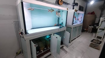 บุรินทร์ คลอง 2 - งานล้างร้อยตู้ปลา 2 ใบๆแรกเป็นตู้ปลาปอมปาดัวร์ ใบที่สองเป็นตู้ปลามังกร โหดมั่กๆ !!