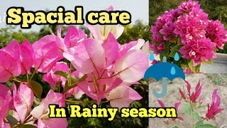 Bougainvillea  Care Tips for Rainy Season/Monsoon//How to care Bougainvillea in Rainy season