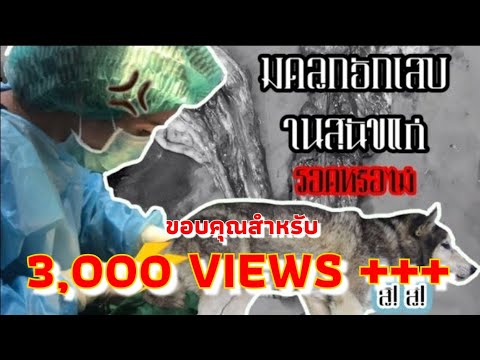 "มดลูกอักเสบ (Pyometra)" ในสุนัขแก่ รอดหรือไม่? | AnimalNoPlan-แล้วแต่สัตว์โลก EP.3 | UPSPOT CHANNEL